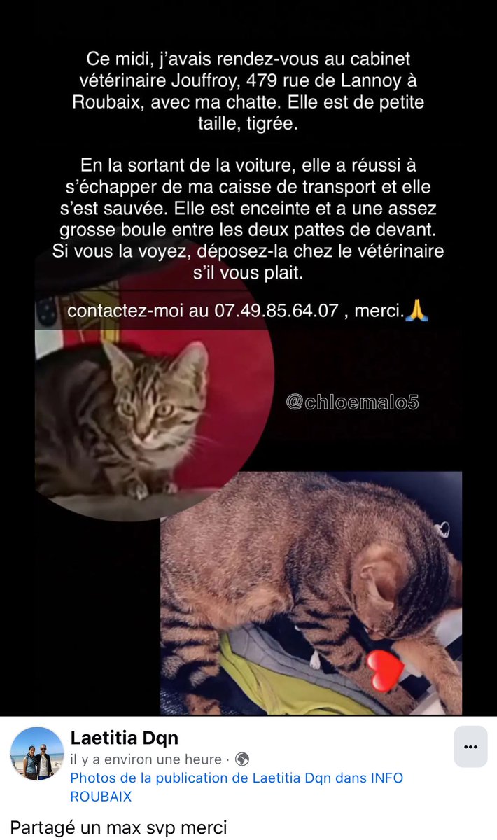 kelviesah's tweet image. partagez svp :( #roubaix #nord #lille #chat