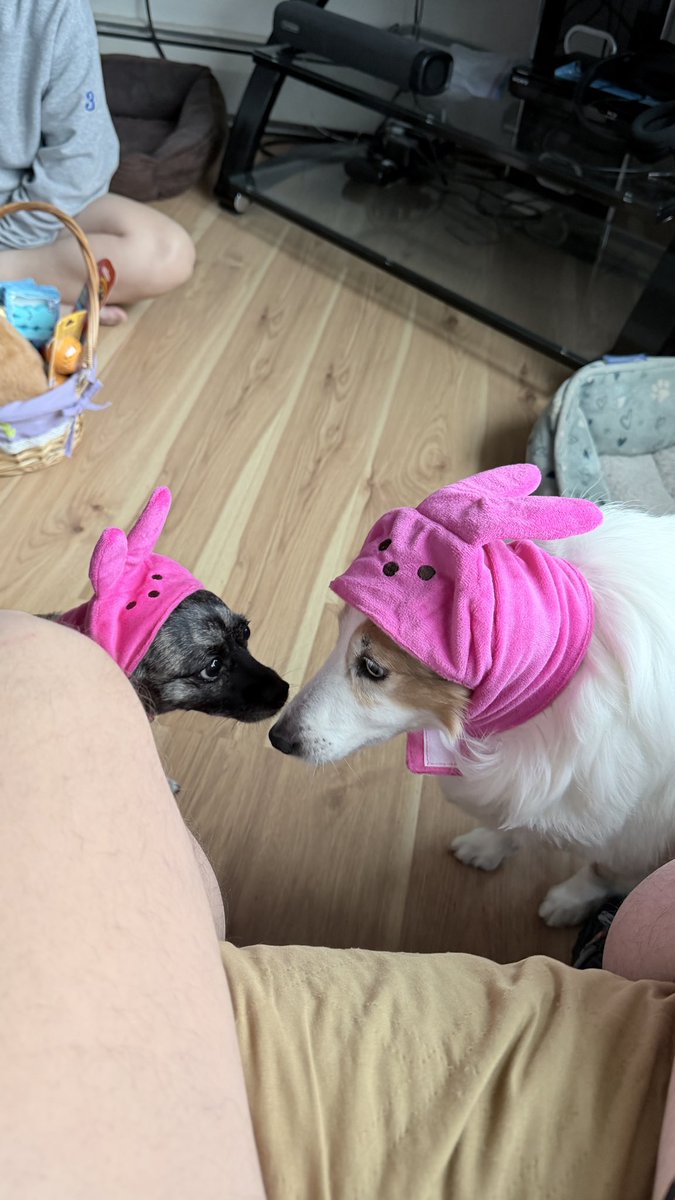 Habs4life tweet media