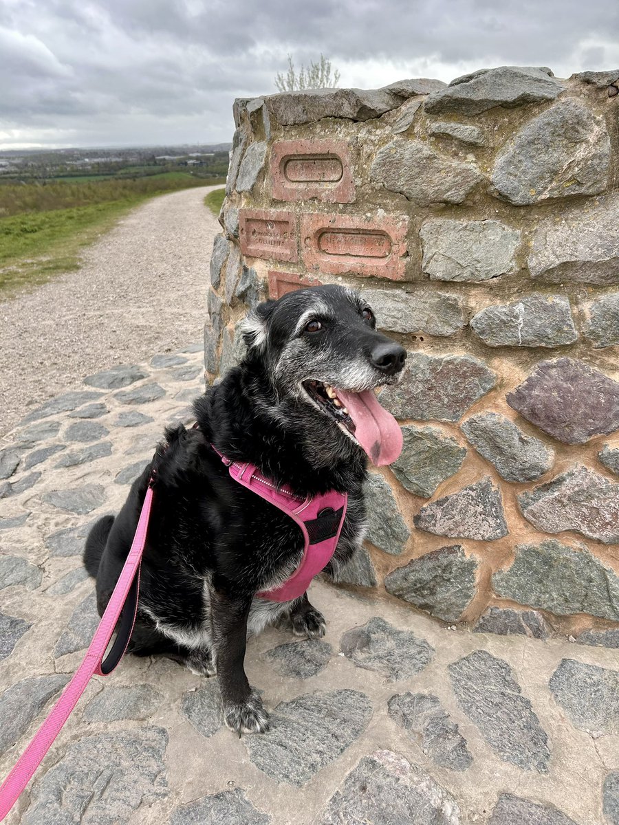 HellingtonBoots's tweet photo. After a busy day of chores, #Stellasaurus finally got her Walkies - a windy wander at #RabbitIngs ๐ฐ
Thankfully, the rain held off, and there was even little gesture of blue sky by the time we were leaving.
#LegsAndLaces ๐ฅพ https://t.co/efzI2SqKPH