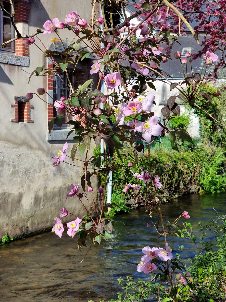 celine29m's tweet image. Le murmure de l'eau, les fleurs en éveil 🌸 Pas étonnant que tant d'artistes soient tombés amoureux de Pont-Aven !
#bretagne #finistere #breizh #bzh