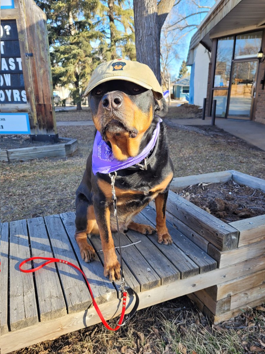 Team Servicerottie🇨🇦🐕‍🦺🦽 tweet media