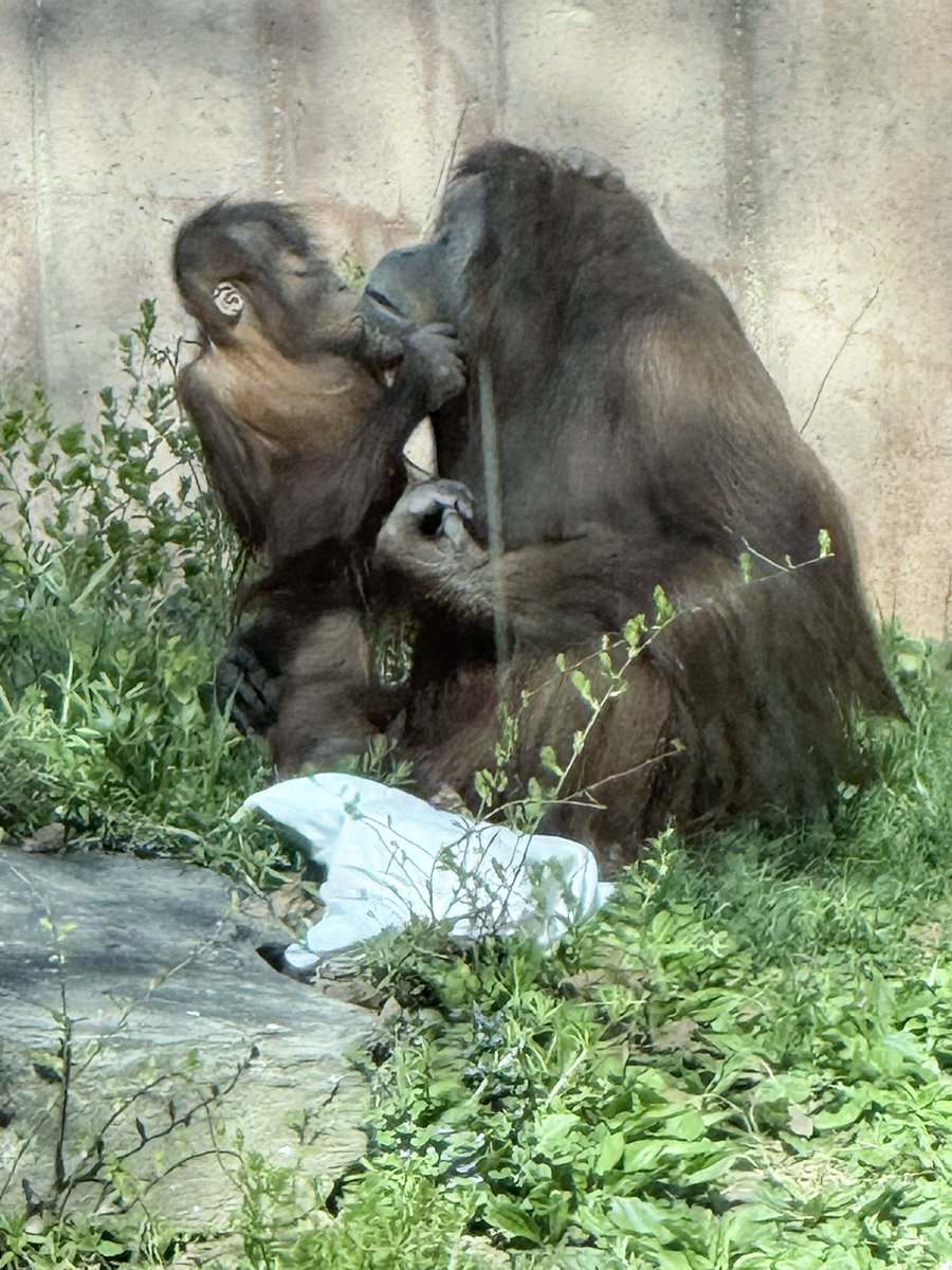 Orangutandrea tweet media