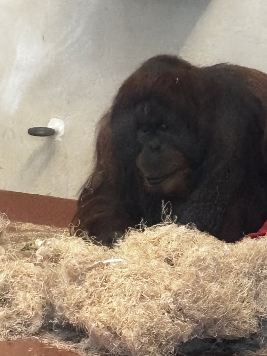 Orangutandrea tweet media