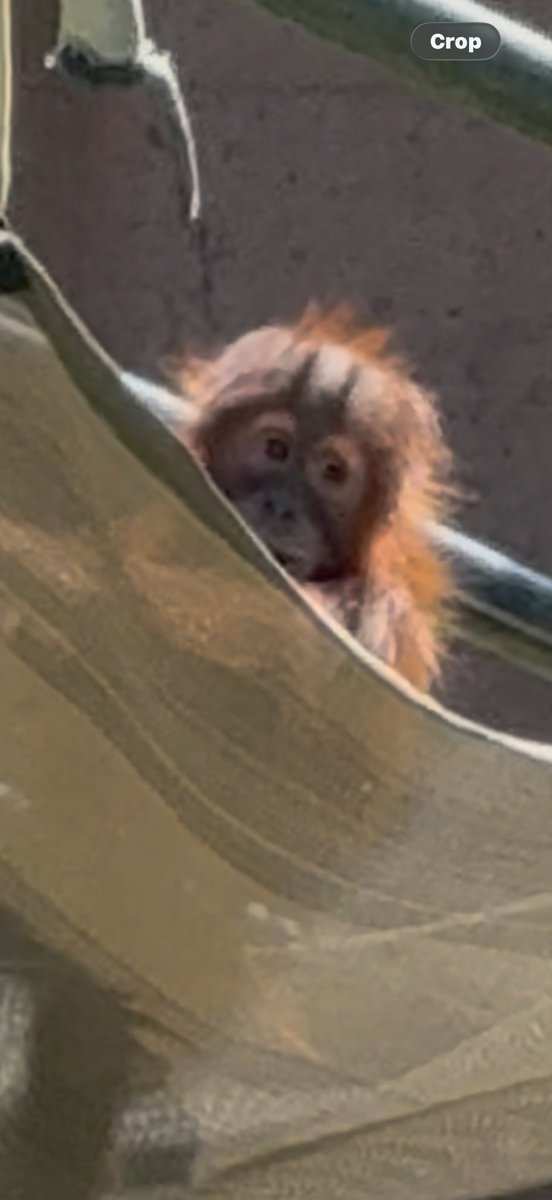 Orangutandrea tweet media