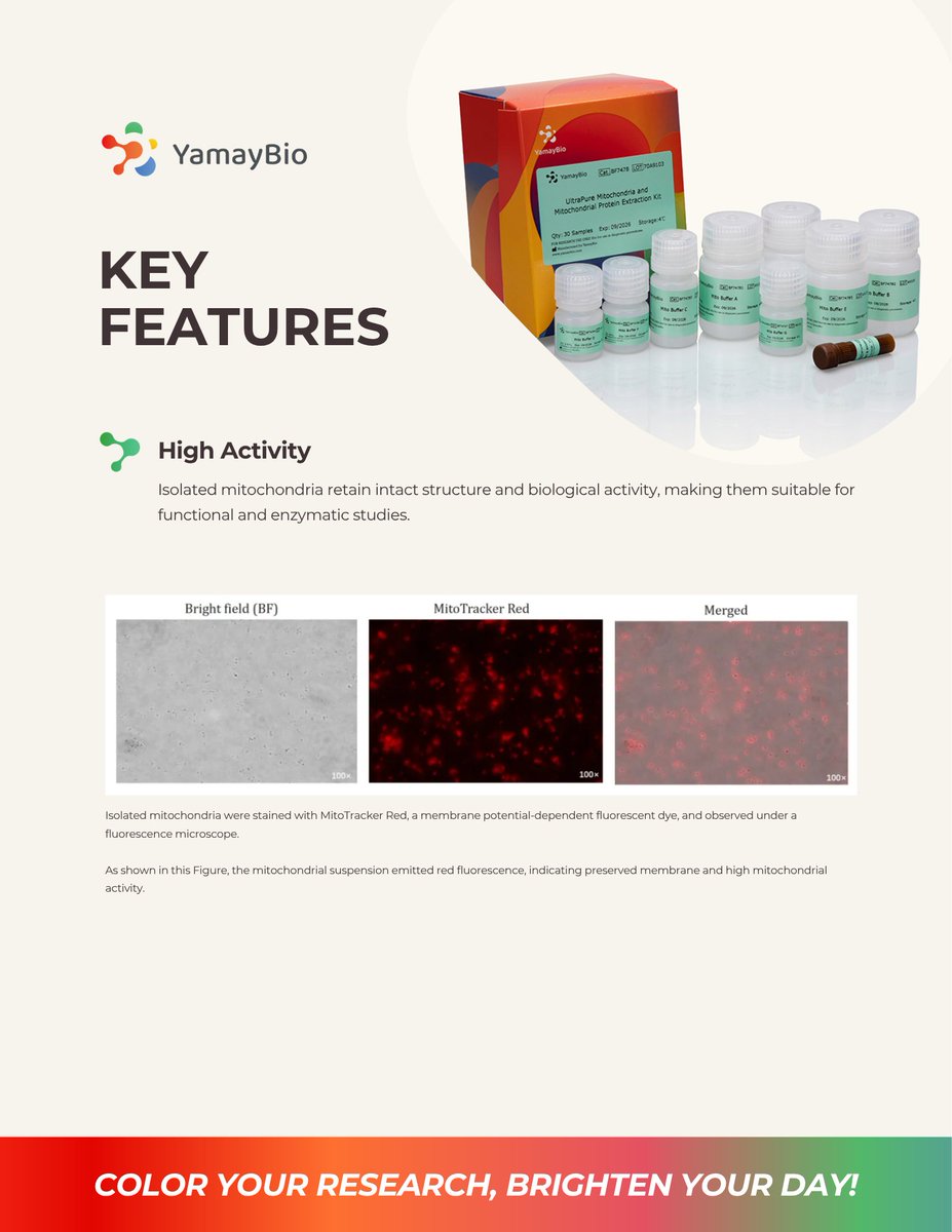 yamaybioinc's tweet image. High purity. High activity. No compromise.

Our UltraPure Mitochondria Extraction Kit delivers clean, functional mitochondria for reliable downstream analysis.

#mitochondria #proteomics #WesternBlot #biotech #lablife #YamayBio #research #science