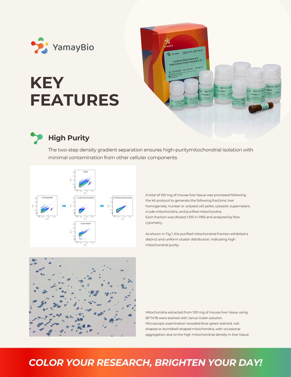 yamaybioinc's tweet image. High purity. High activity. No compromise.

Our UltraPure Mitochondria Extraction Kit delivers clean, functional mitochondria for reliable downstream analysis.

#mitochondria #proteomics #WesternBlot #biotech #lablife #YamayBio #research #science
