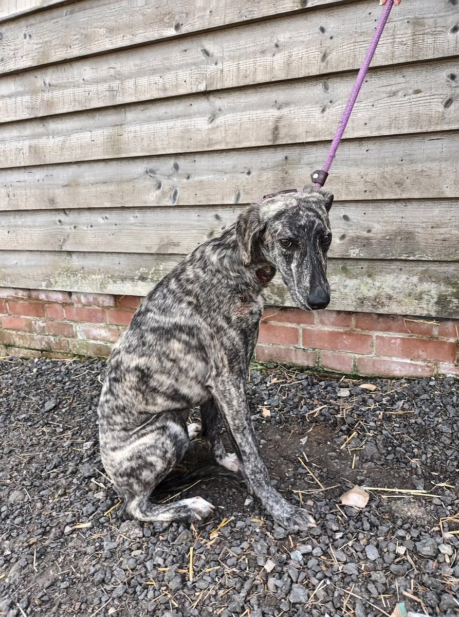 Animal Adoptions UK 🐕‍🦺🐈🐎❤️ tweet media