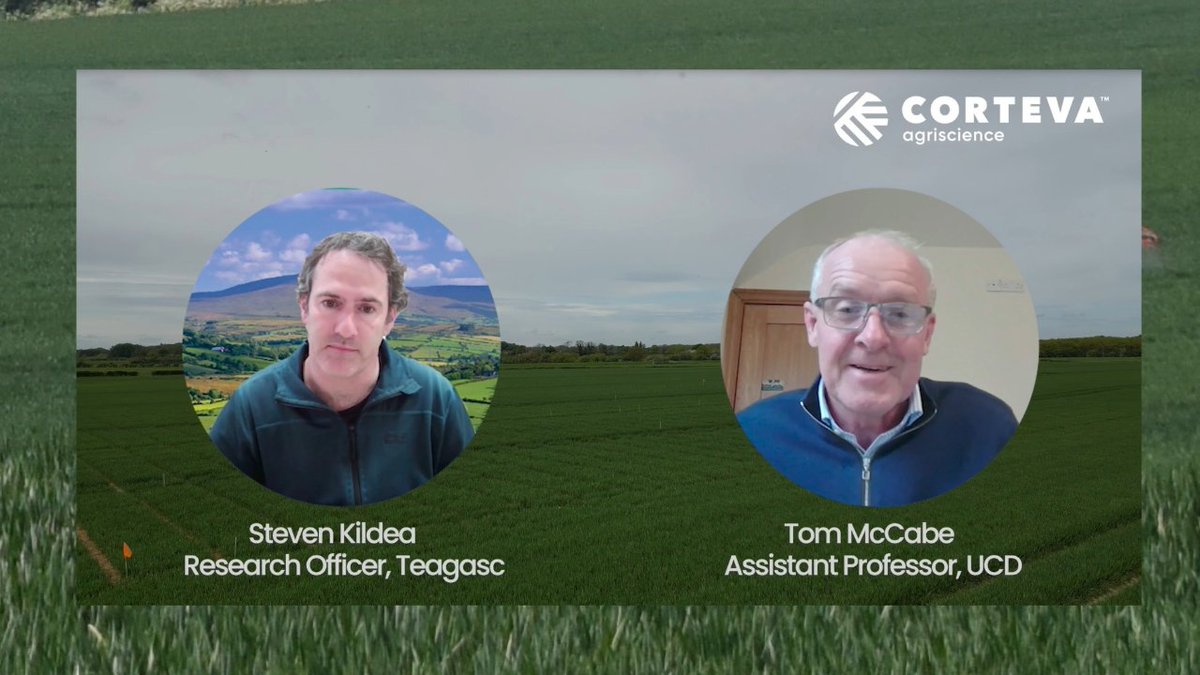 CortevaIE's tweet photo. Steven Kildea (Teagasc) &amp; Tom McCabe (UCD) share their spring outlook on disease pressure in Irish wheat – and why fungicide choice, timing and resistance management matter. 

Read more and watch the video 👇
https://t.co/h1BR2aB8Sw

#Univoq #Questar #Aquino #Peacoq https://t.co/cCU5QicFsh