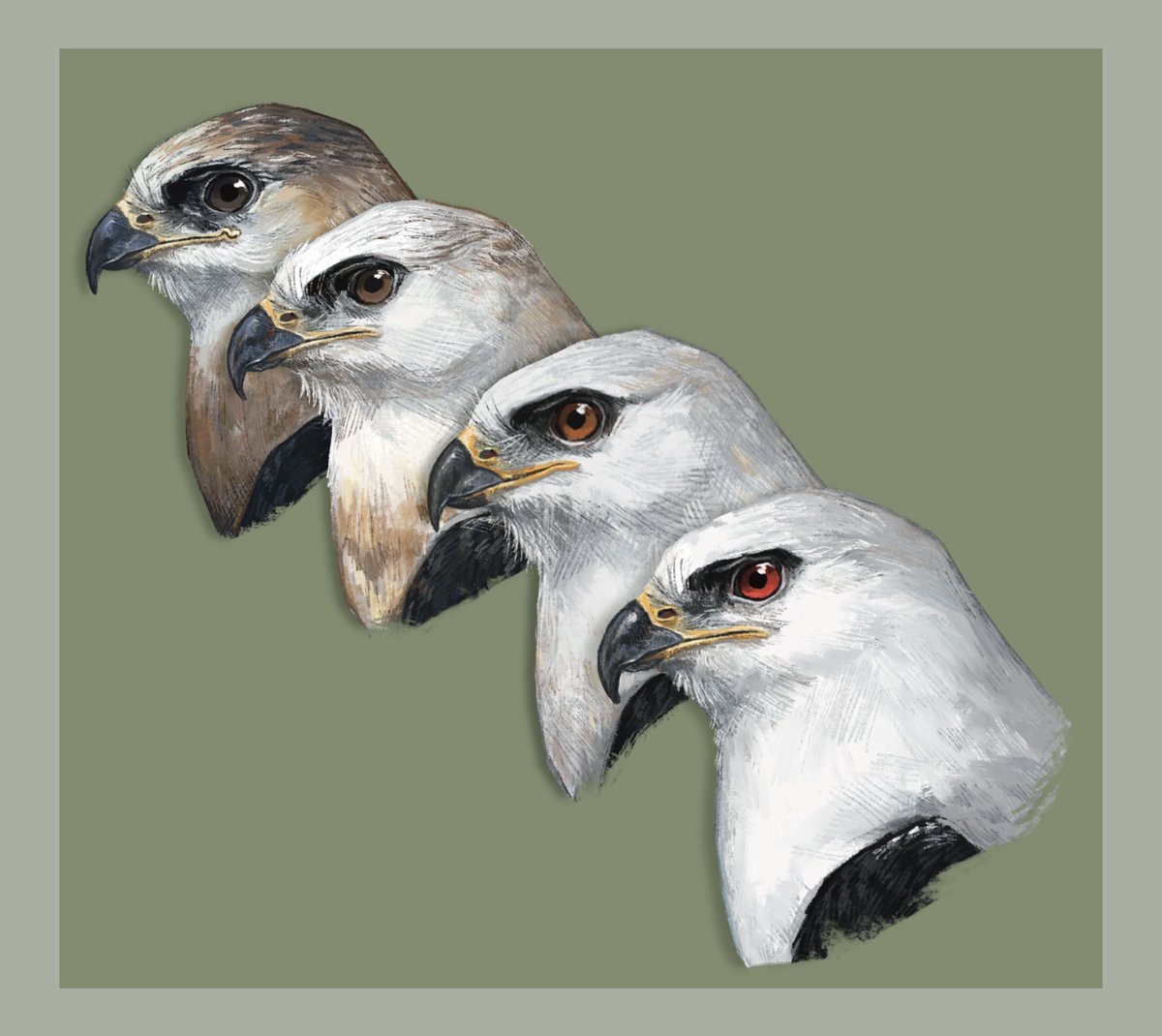 Inkasaur 🇵🇭 tweet media