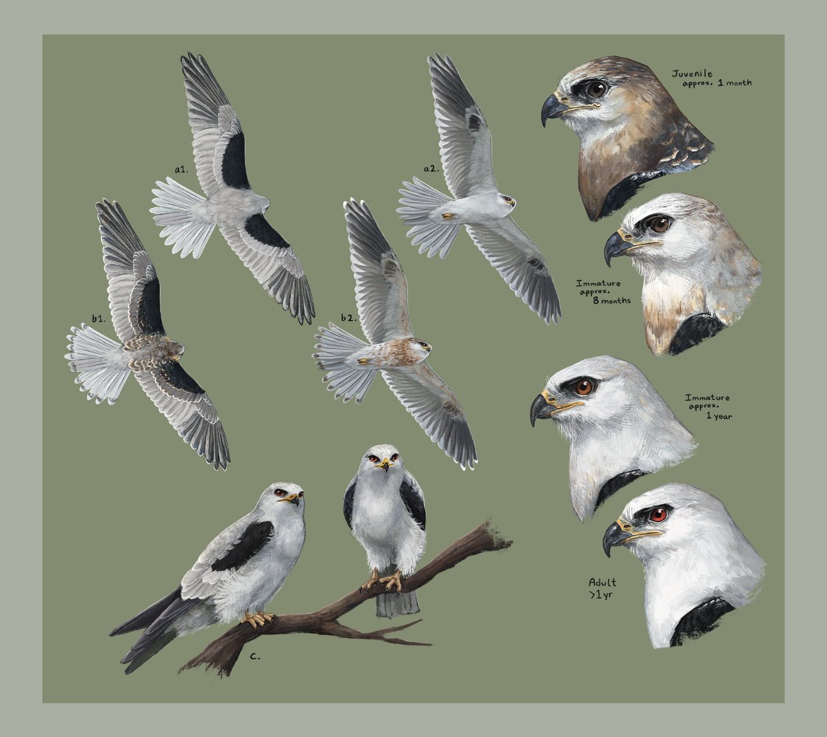 Inkasaur 🇵🇭 tweet media