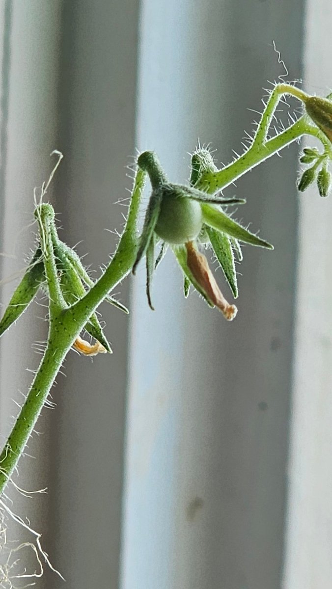 Healthy-ish tweet media