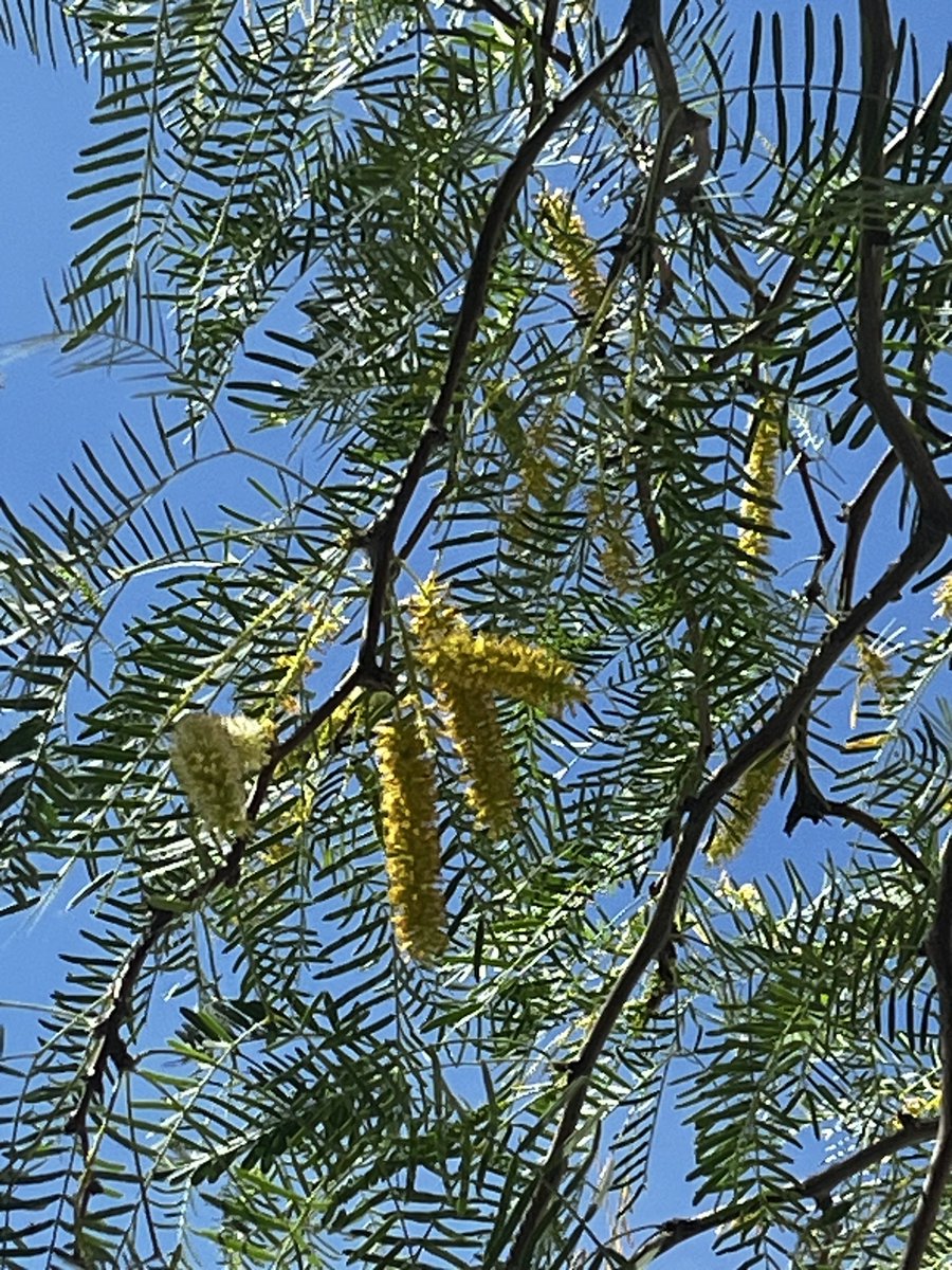 DrJeffHowlin's tweet photo. The yellow flowers
Of a mesquite tree in bloom
Land on my red shirt

#haiku https://t.co/Q0WcSoE6ux