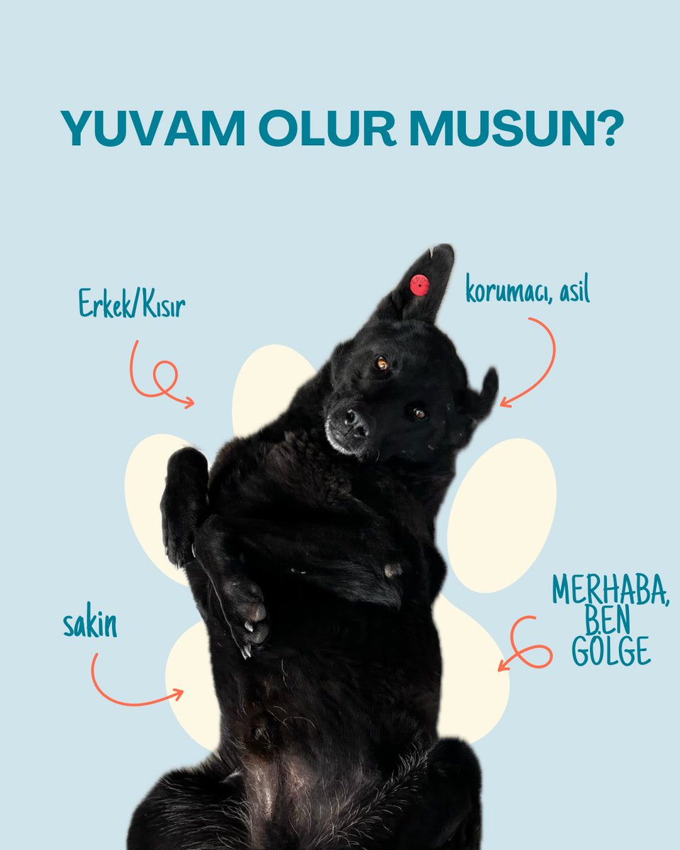KOÜ Doğa ve Hayvan Dostları Kulübü 🐾 tweet media