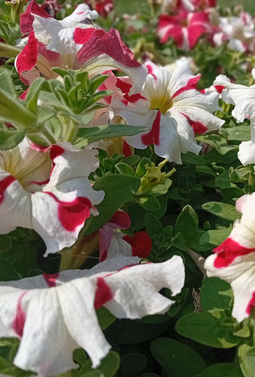 Khayal e Rang tweet media