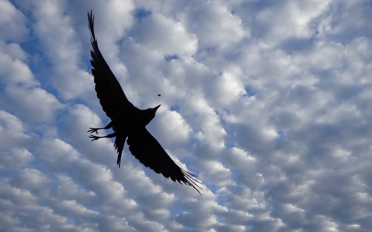 Flint T W I T T E R Crow tweet media