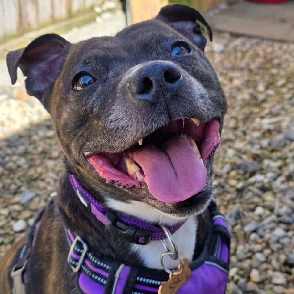 Senior Staffy Club Dog Rescue tweet media