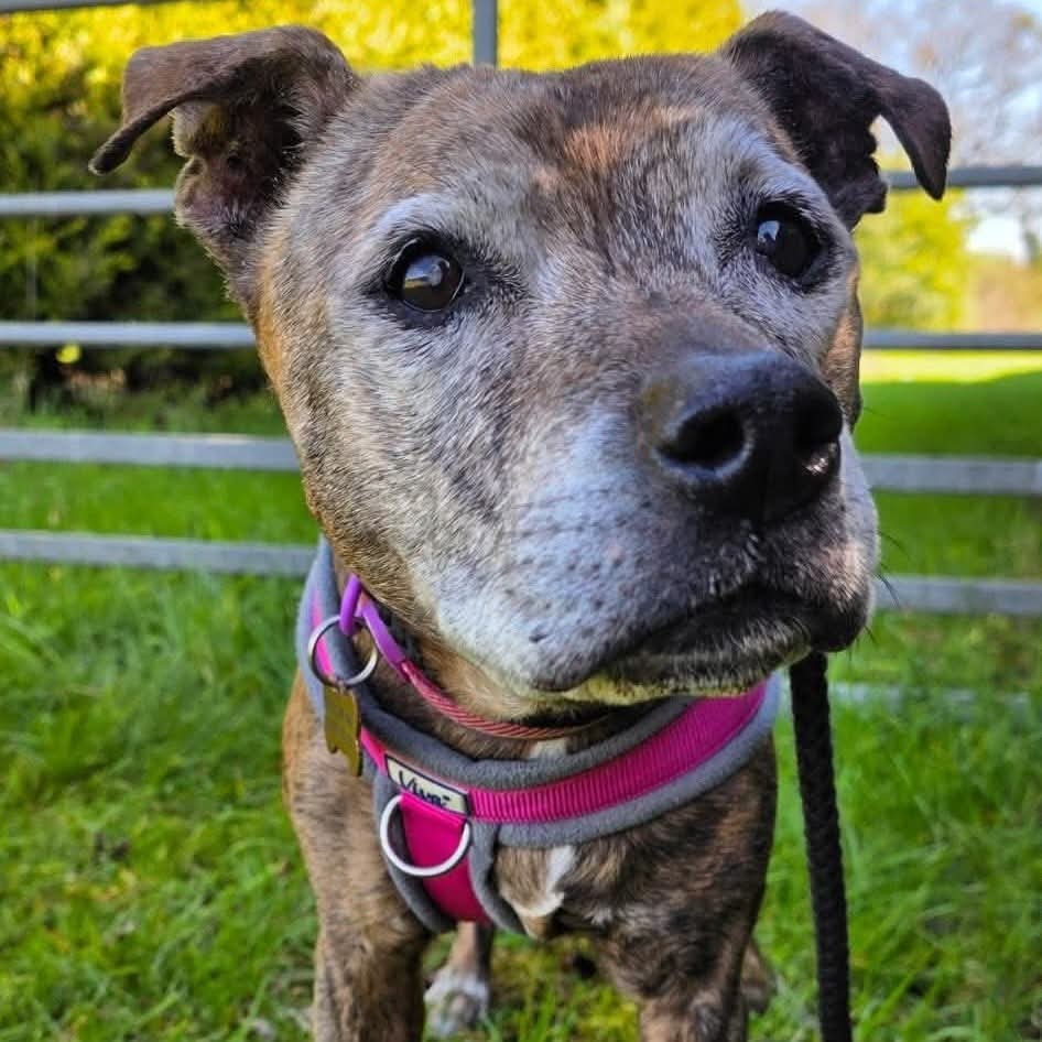 Senior Staffy Club Dog Rescue tweet media