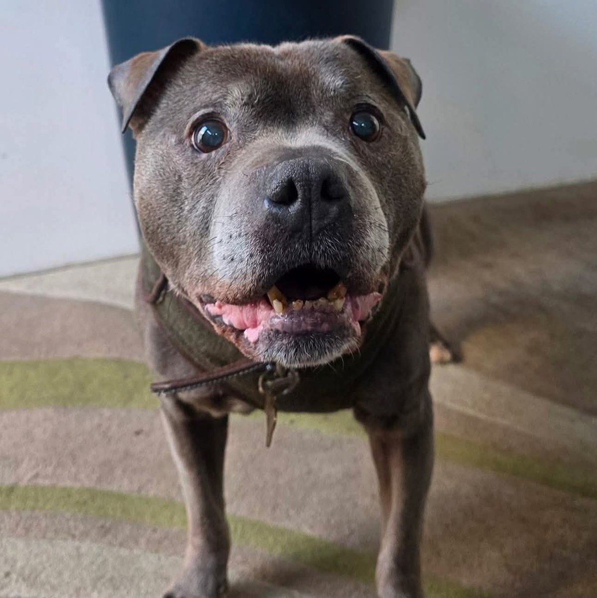 Senior Staffy Club Dog Rescue tweet media