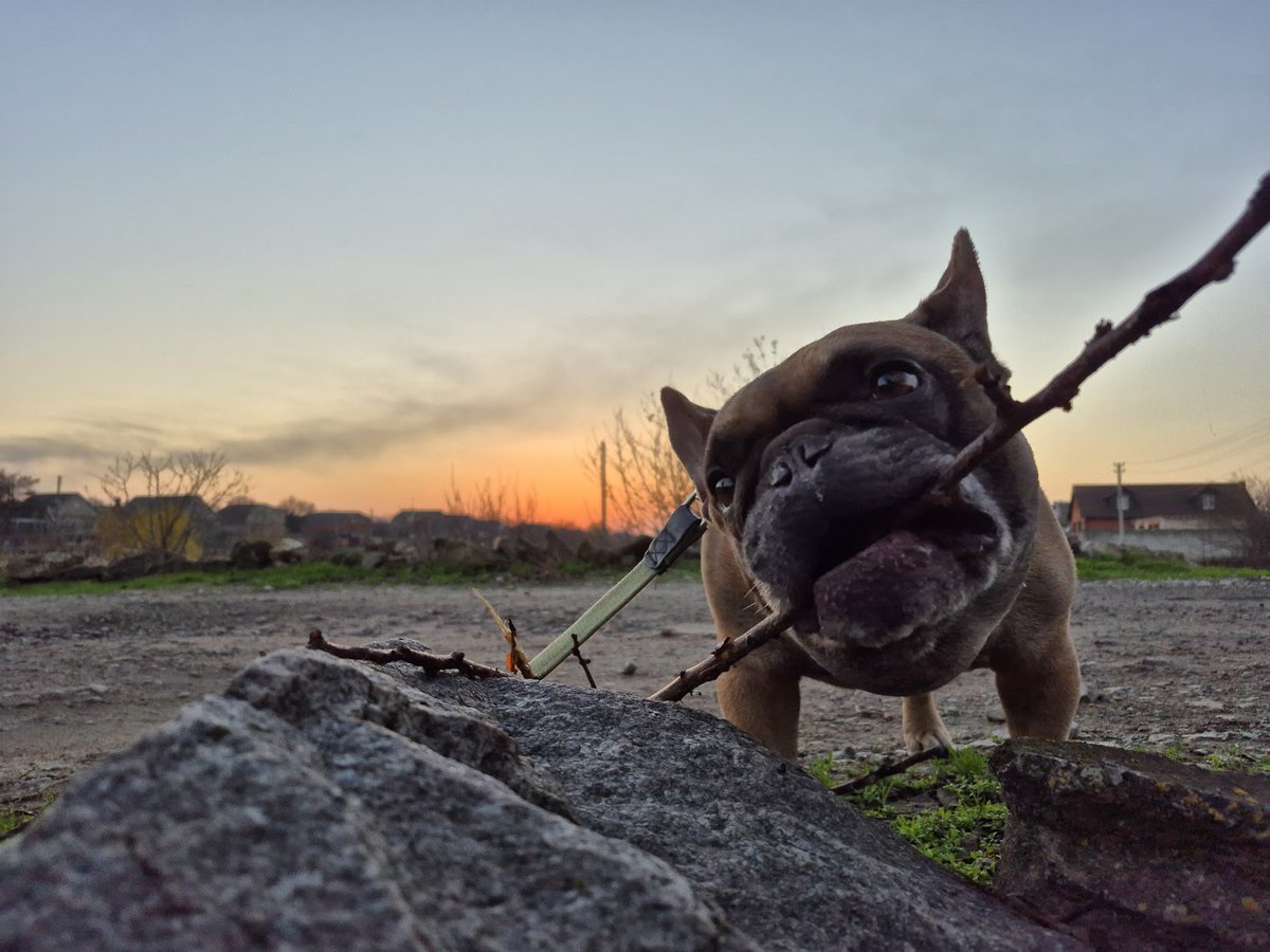Vladyslav Zhelizniak tweet media