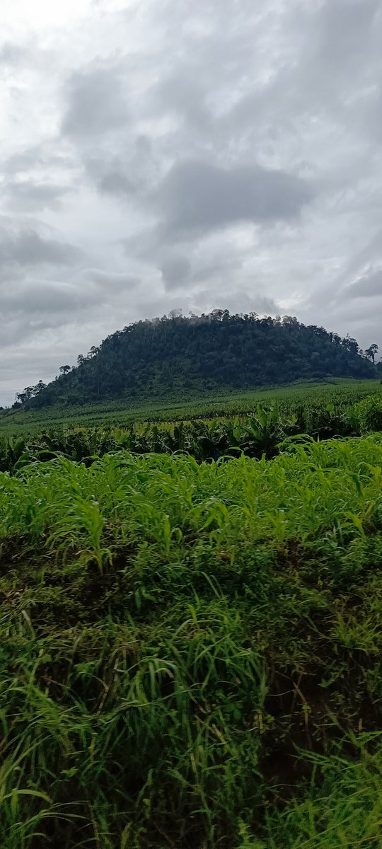 AbiluTangwa's tweet image. You’ve heard “trees store carbon.” Now hear this:
They also cool the planet by reflecting sunlight—a process called albedo regulation.
No high-tech solution. Just leaves, light, and life.
So yes: planting trees is climate engineering we can all do. 🌲☀️
#climatechange #PlantATree