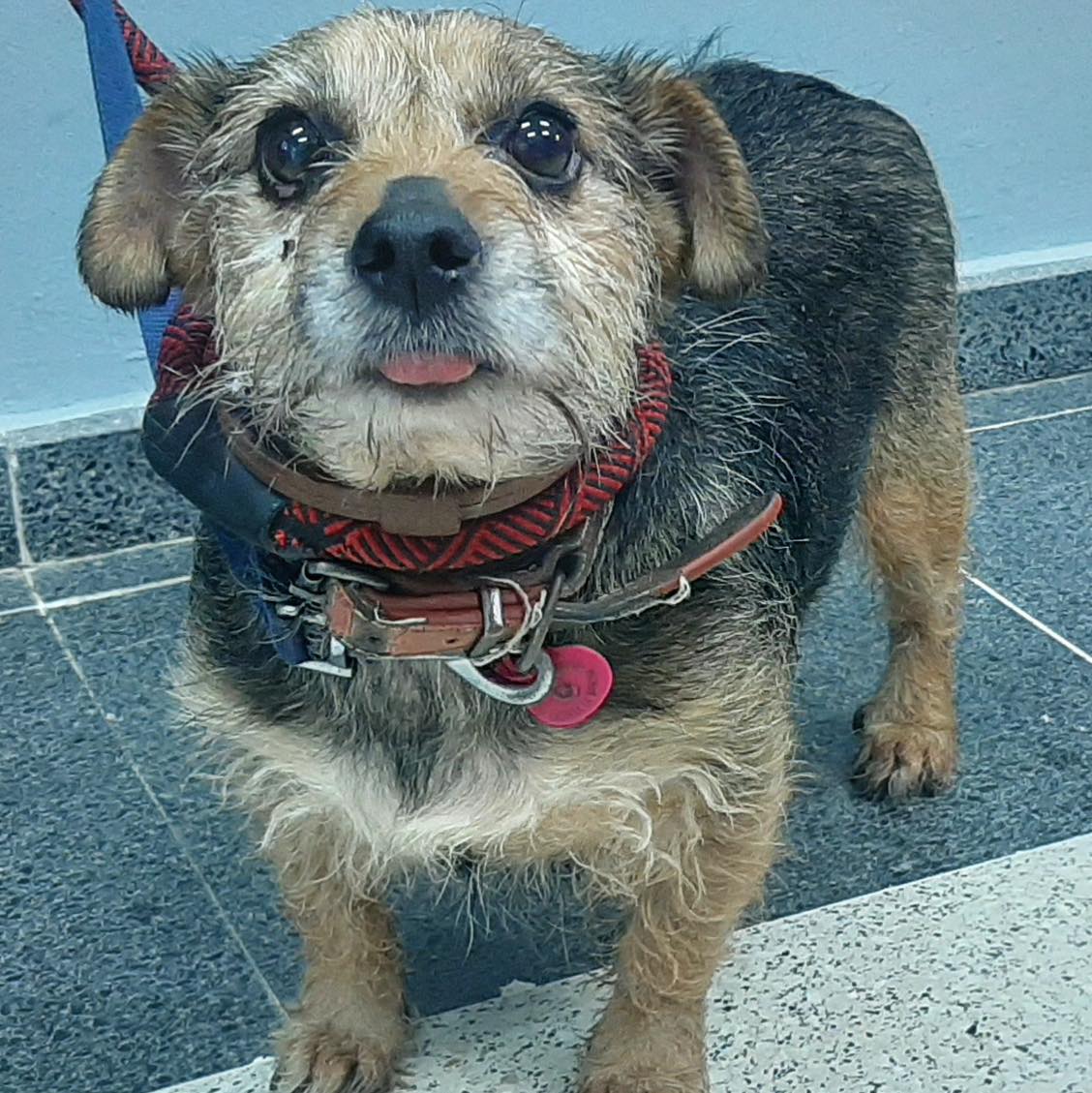 SOS Abuelos tweet media