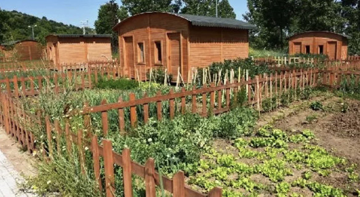 Selman MÜJDECİ tweet media