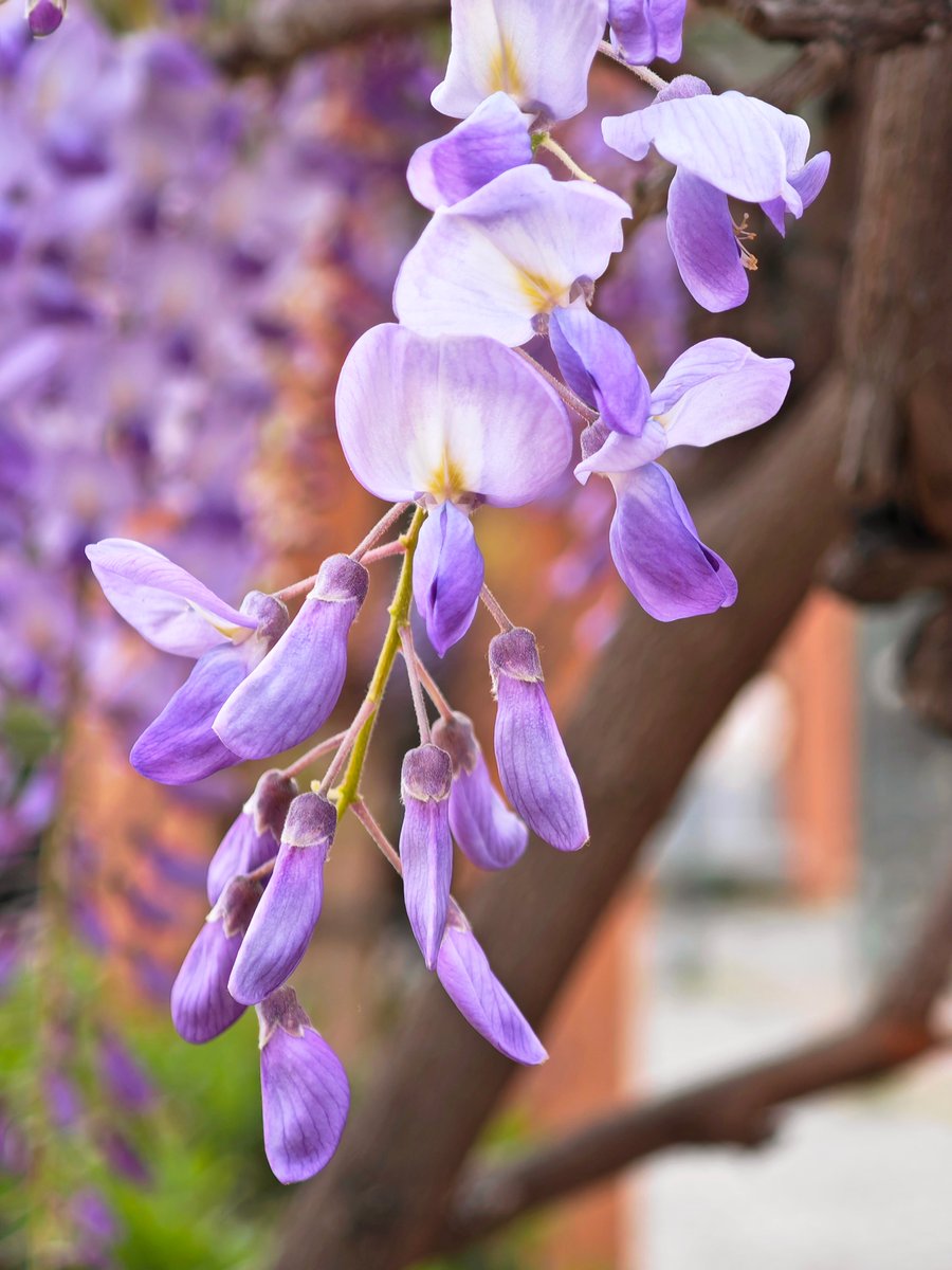 KatySnchez's tweet image. Entre flores y tareas, la vida sigue enseñando… #glicinas #flores #hacerfotos #primavera