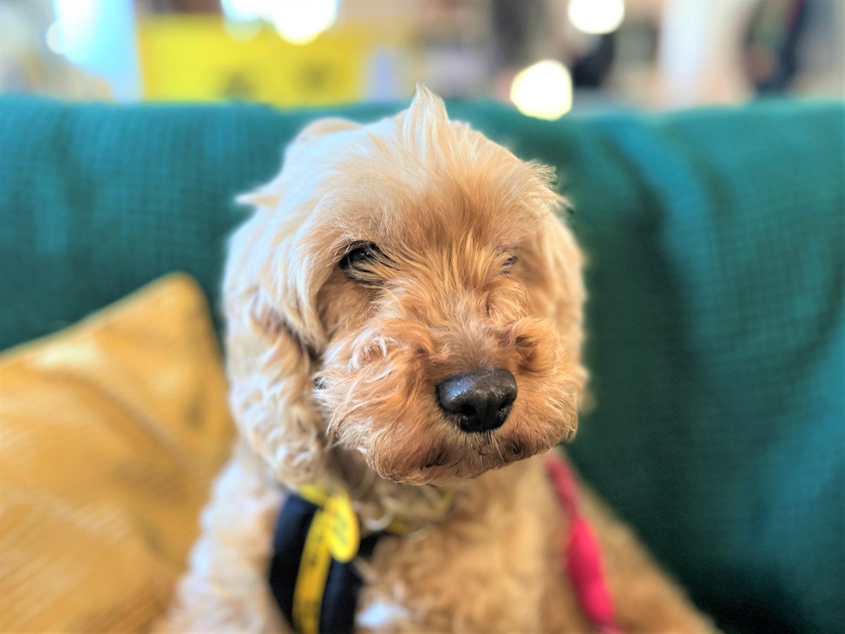 DogsTrust Bridgend tweet media