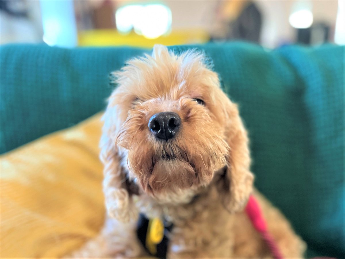 DogsTrust Bridgend tweet media