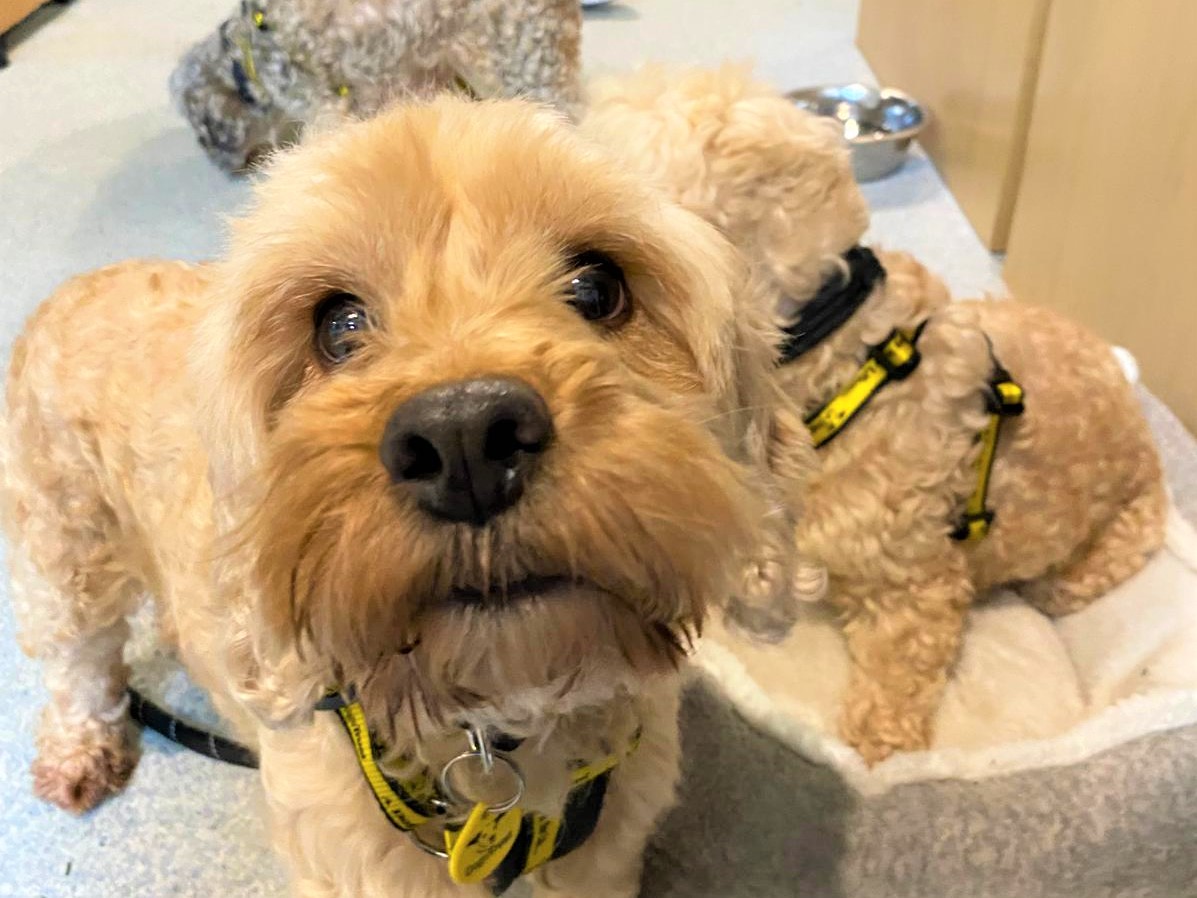 DogsTrust Bridgend tweet media