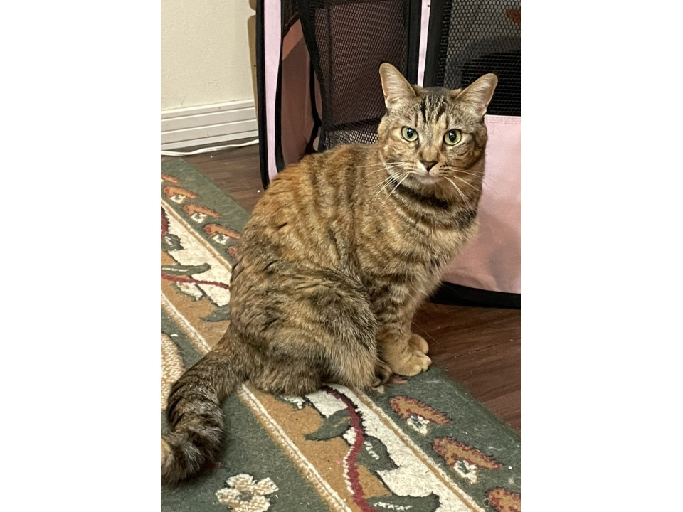 【ネコジルシ】迷い猫情報 tweet media