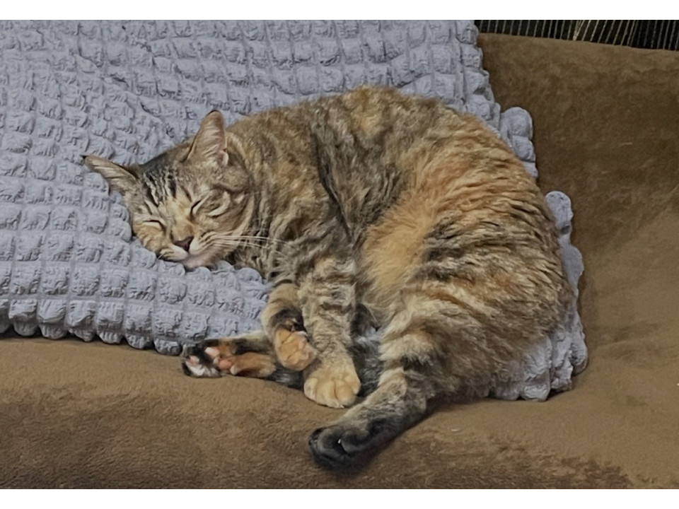 【ネコジルシ】迷い猫情報 tweet media