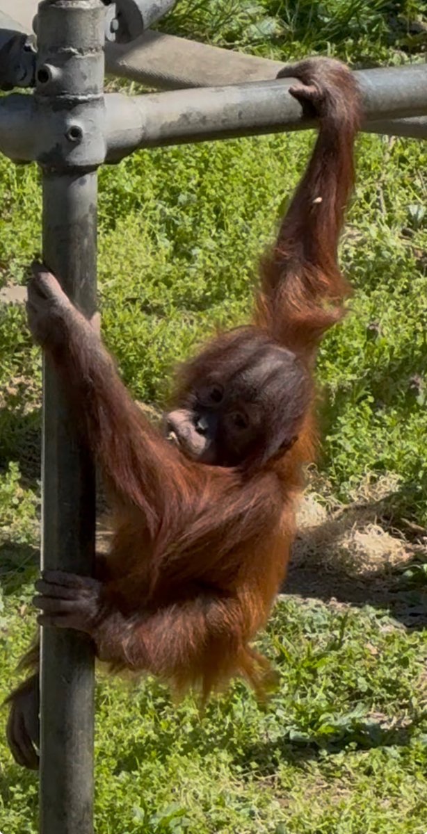 Orangutandrea tweet media