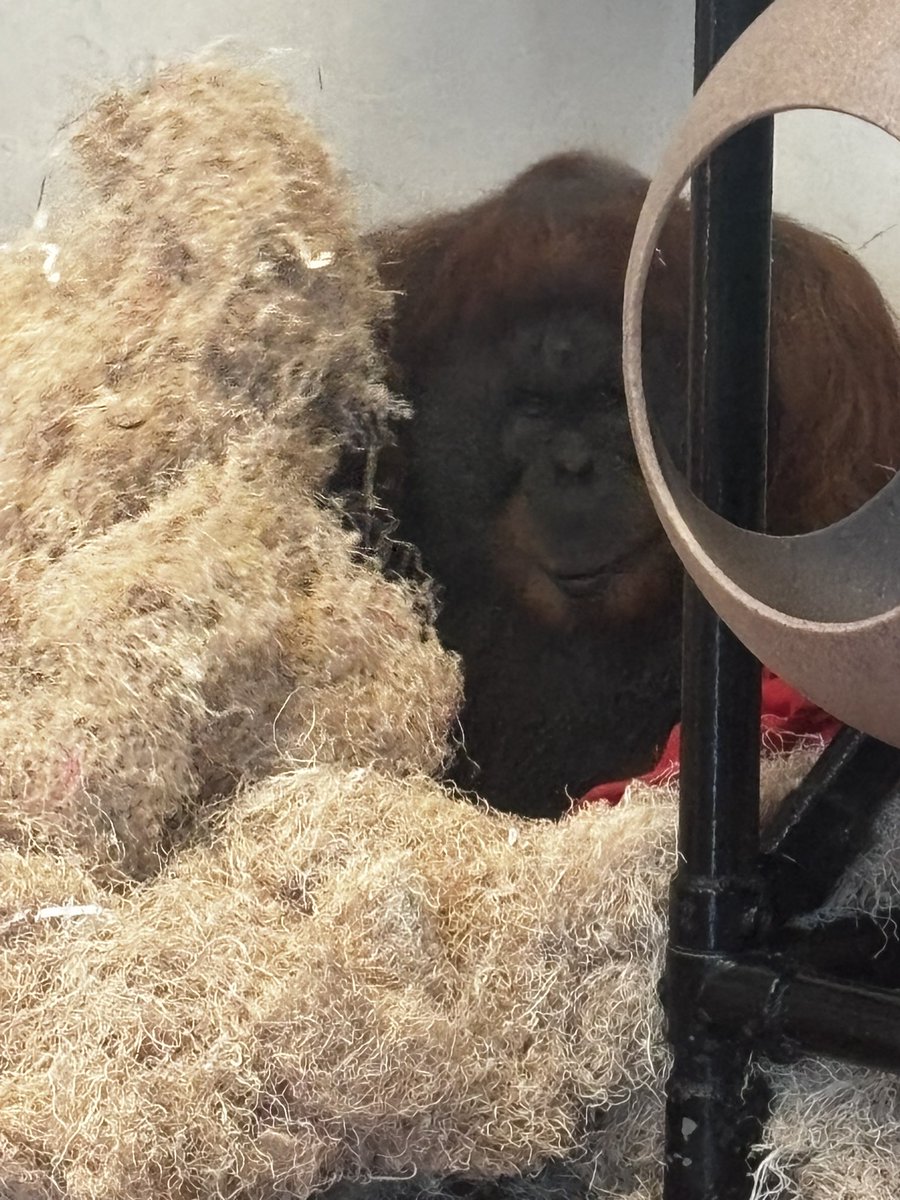 Orangutandrea tweet media