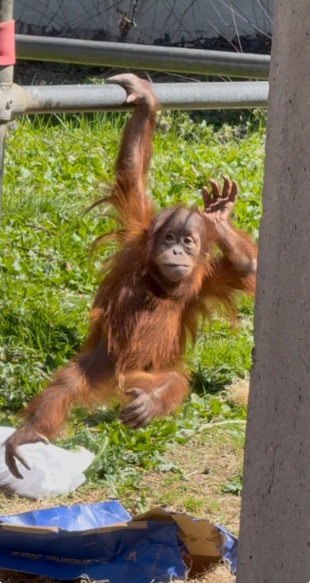 Orangutandrea tweet media