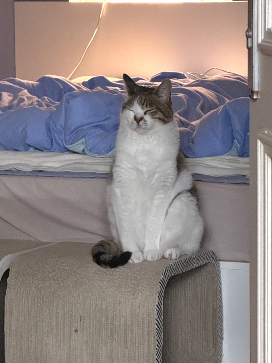 우리집 삐치고양이 tweet media