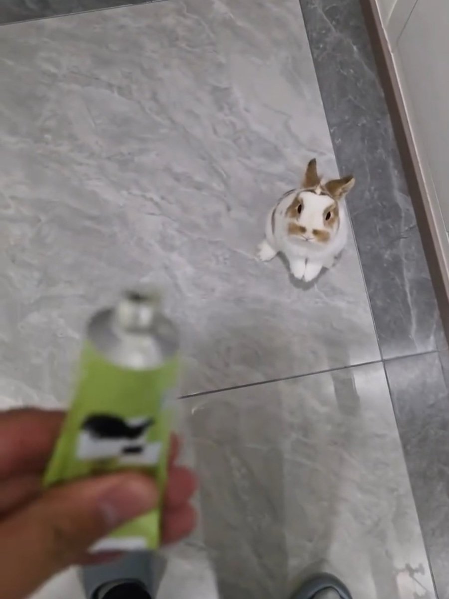 feeding my bunny wasabi paste because they piss me off