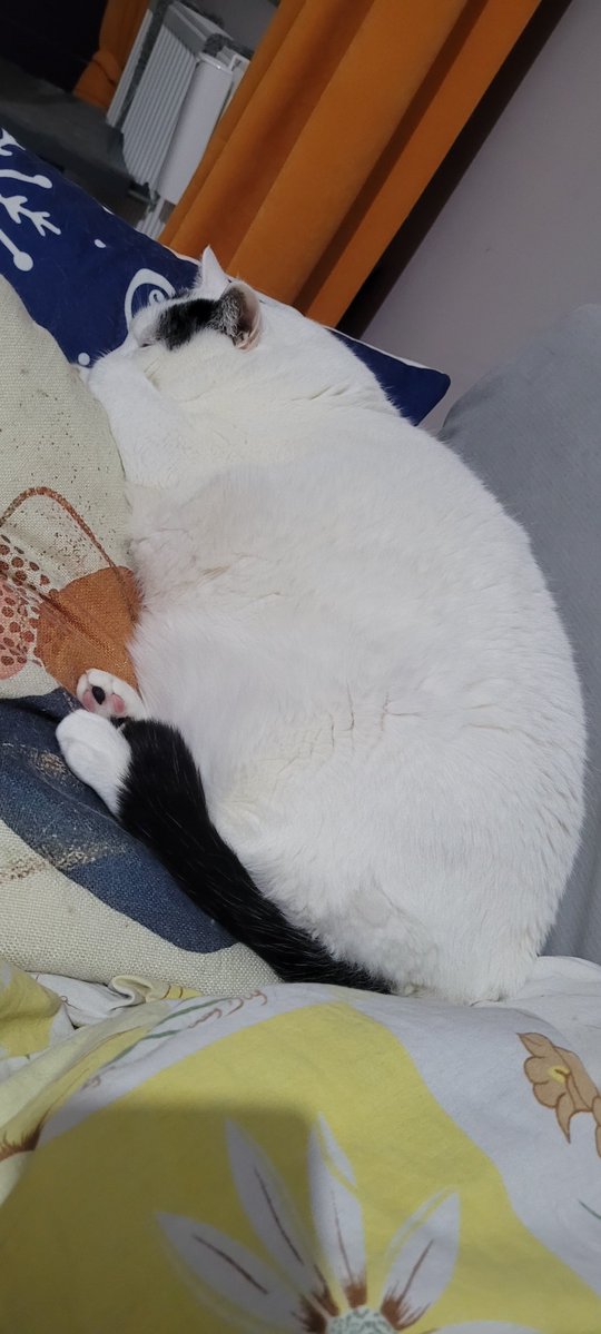 Dev-Pati tweet media