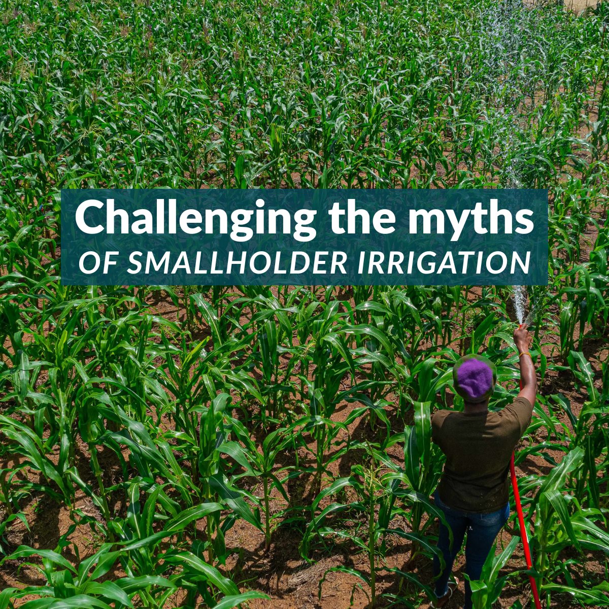 Daugherty Water for Food Global Institute tweet media