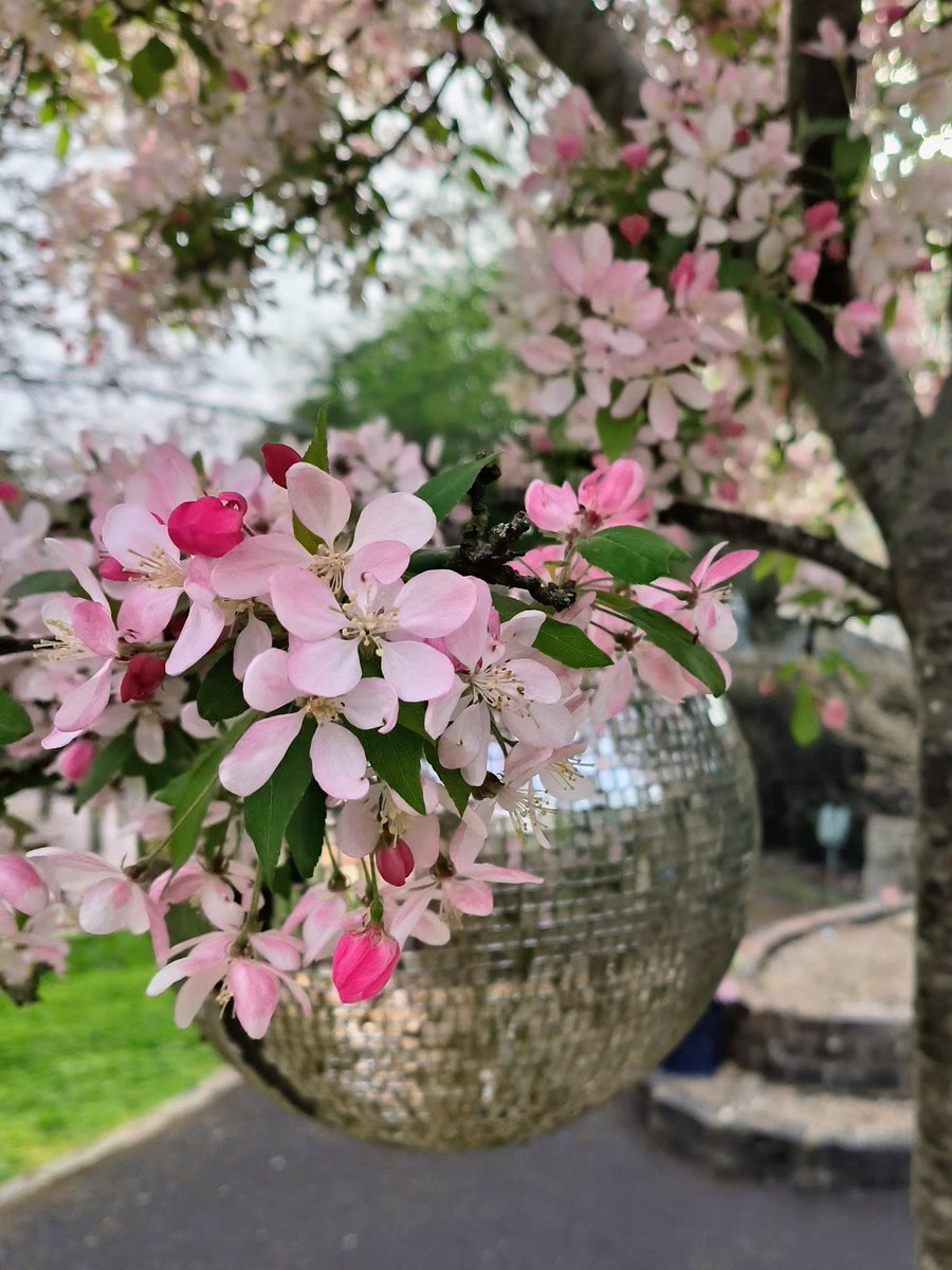 LadyGrace27's tweet image. Nature, but make it disco... 🪩🌿🌸

#SpringFlowers #spring 
#FlowersOnThursday #blossom #NatureIsMagic