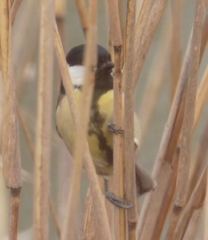 조각조각 tweet media