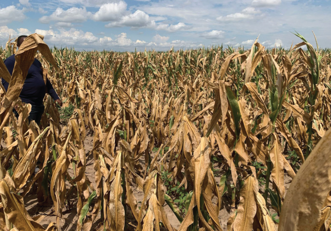 Grain SA Farmer Development Programme tweet media