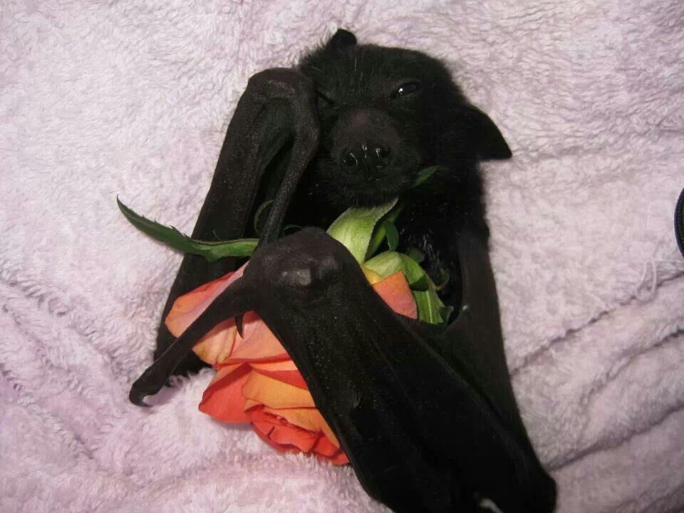 coffin!🐾🦴 tweet media