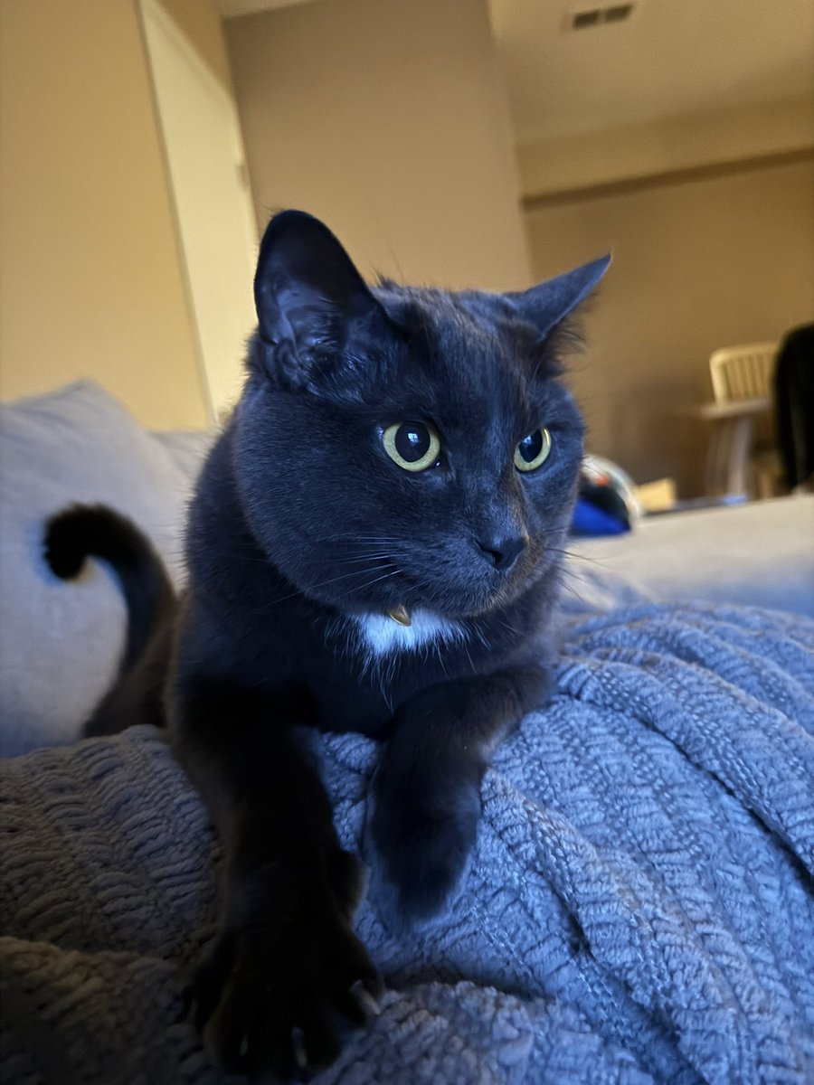 kyle_hendrian's tweet photo. First two are my Thief boy Artemis who always breaks into stuff. Last two are his Butcher sister Luna who always demands food and pulls Artemis into play fights. Doubt they’d survive 2 seconds outside of home tho @edmundmcmillen @TheMaestroTeam #MerchgenicsContest https://t.co/x22ci4UnUM
