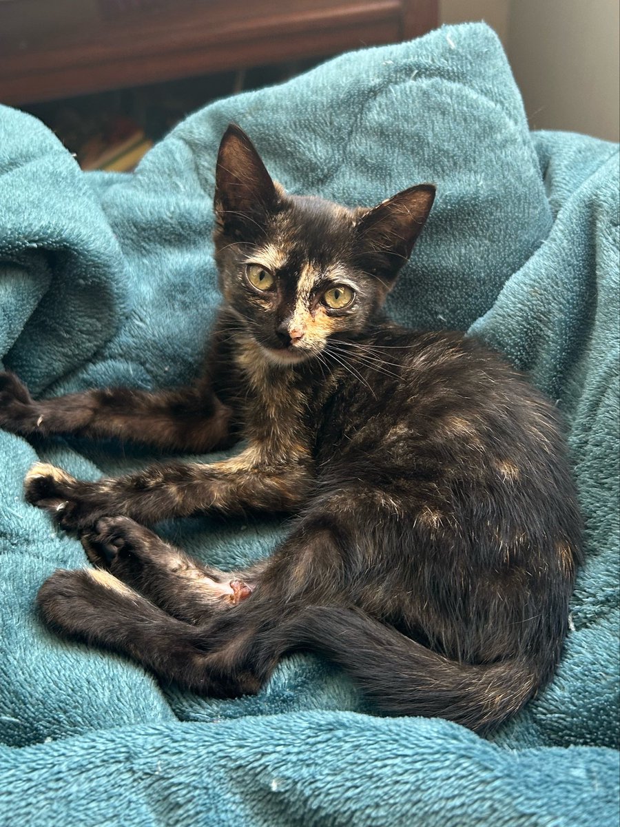 naclara ☆ ‎࣪ ˖𖦹 tweet media