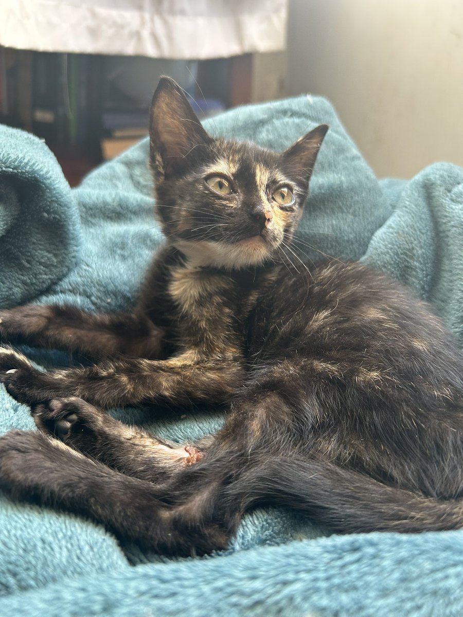 naclara ☆ ‎࣪ ˖𖦹 tweet media