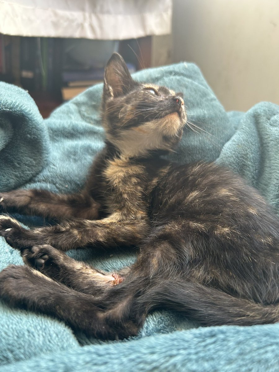 naclara ☆ ‎࣪ ˖𖦹 tweet media