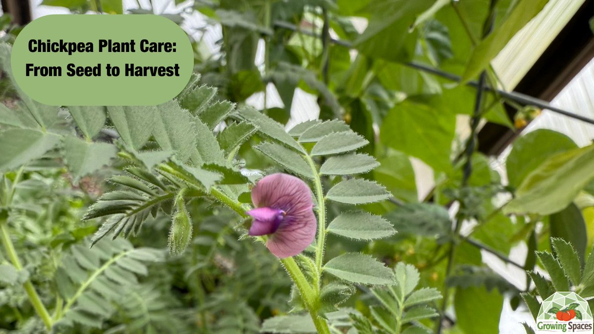 GrowingSpaces's tweet photo. Add color, texture, and height to your garden by growing chickpeas! They are a delicious  legume and a staple for meal planning. 🌱

Plus chickpeas have a delicious nutty flavor!

https://t.co/HpPt4MnOIA

#GrowingSpaces #gardeninspiration #domegrown https://t.co/ktAj88936o
