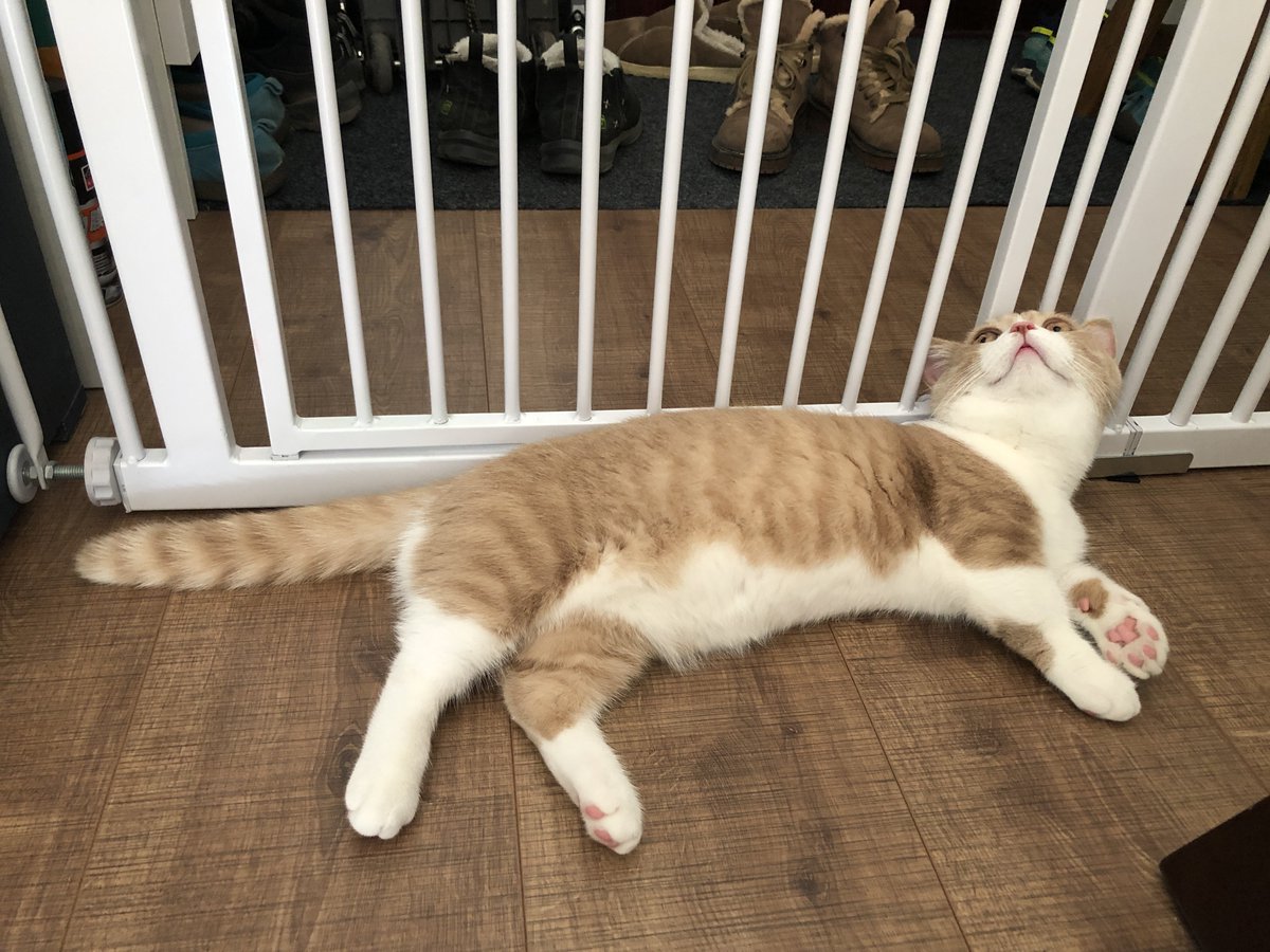 رعد حسين العبودي tweet media