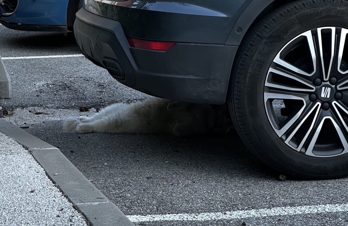 Je me demandait pourquoi mon chat rentrait degeulasse tout les soirs. En fait il fait la révision des voisins.